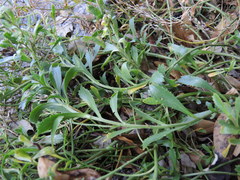 Lepidium banksii