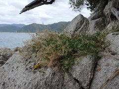 Lepidium banksii