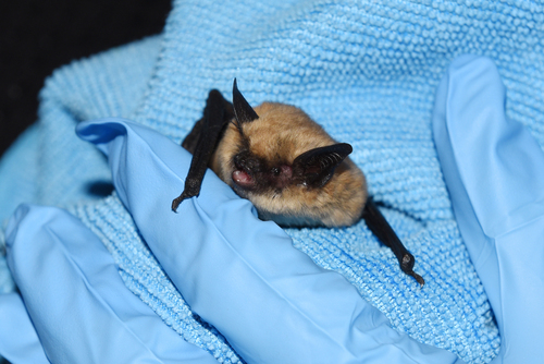 Western Small-footed Myotis