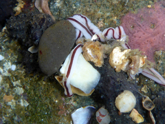 Baseodiscus hemprichii