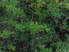 Heliotropium angiospermum