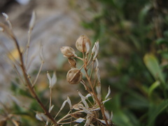 Lepidium banksii