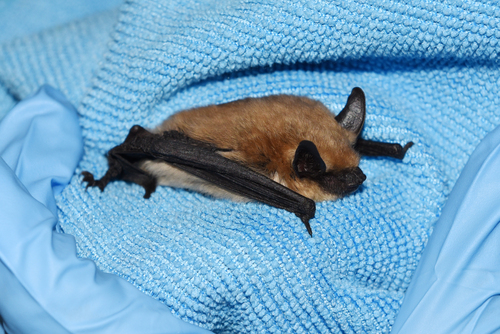 Western Small-footed Myotis