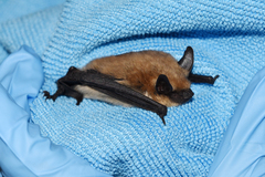 Western Small-Footed Myotis photo 3