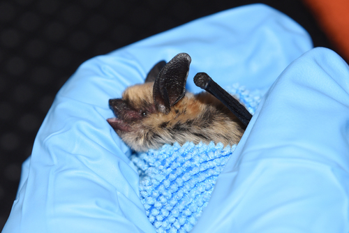 Western Small-footed Myotis