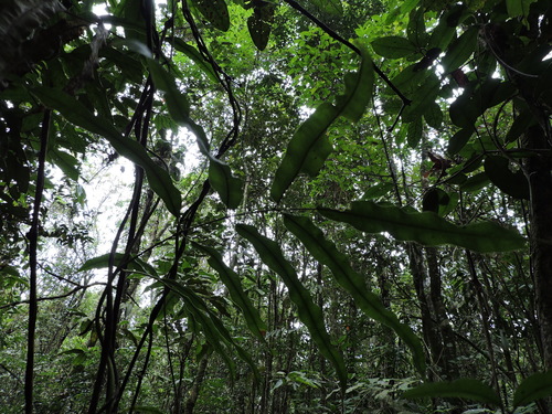 Salpichlaena volubilis, photograph 6
