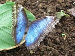 Morpho helenor narcissus