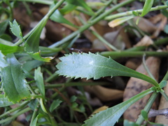 Lepidium banksii