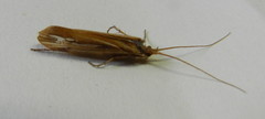 Limnephilus ornatus