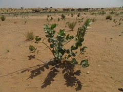 Calotropis procera image