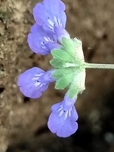 Image of Salvia lasiocephala by no rights reserved