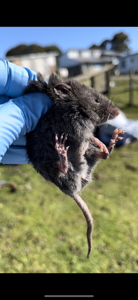 Mann's Soft-Haired Mouse