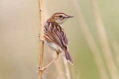 Zitting Cisticola photo 5