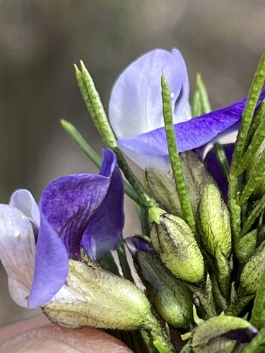 Feathery Fountainbush (Psoralea kougaensis)