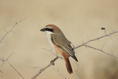 Lanius phoenicuroides