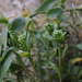 Coastal Peppercress - Photo (c) swalls, some rights reserved (CC BY-NC)