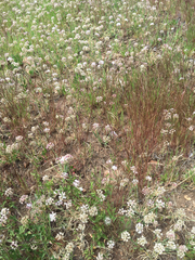 Allium haematochiton