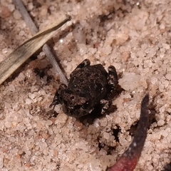 Capensibufo tradouwi