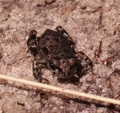 Capensibufo tradouwi