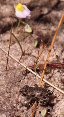 Capensibufo tradouwi