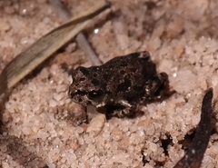 Capensibufo tradouwi
