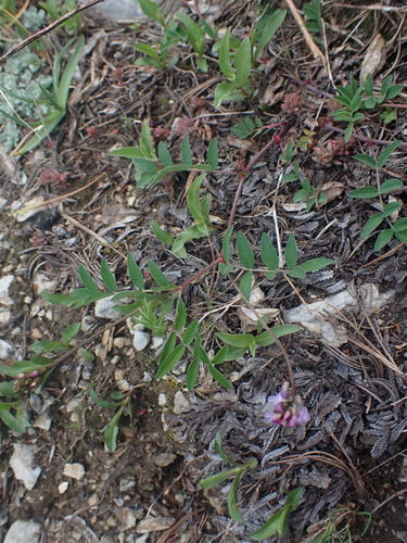 Image of Astragalus robbinsii by no rights reserved