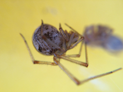 Arachnida