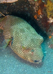 Arothron stellatus