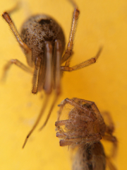 Arachnida