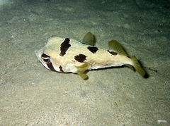 Diodon liturosus