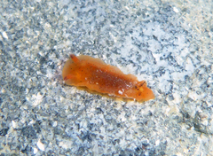 Dendrodoris fumata