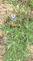 Lupinus nanus