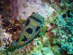 Diodon liturosus