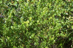 Magnoliopsida