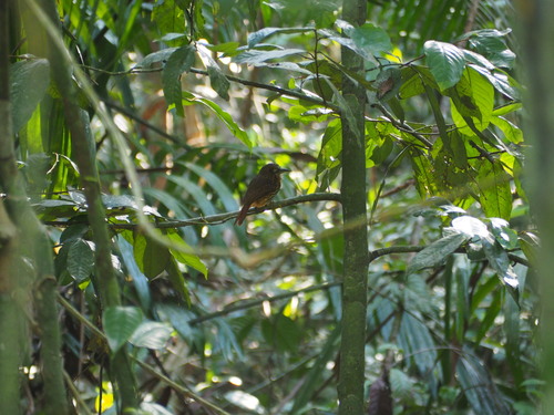 White-whiskered Puffbird