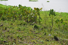 Montrichardia linifera