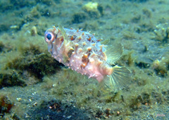 Cyclichthys orbicularis