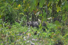 Hydrochoerus hydrochaeris