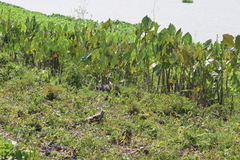 Hydrochoerus hydrochaeris