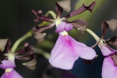 Encyclia cordigera