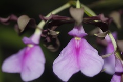 Encyclia cordigera