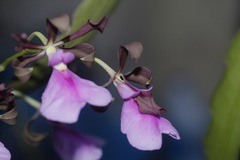 Encyclia cordigera