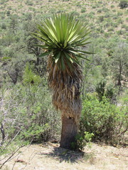 Yucca carnerosana