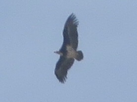 White-headed Vulture