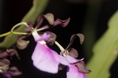 Encyclia cordigera
