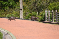 Hydrochoerus hydrochaeris