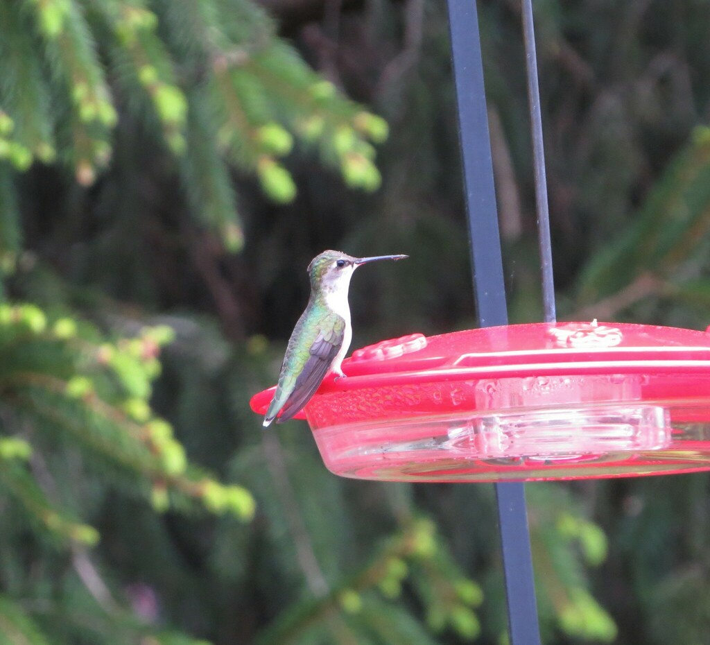 Ruby-throated Hummingbird from Chester County, PA, USA on May 8, 2020 ...