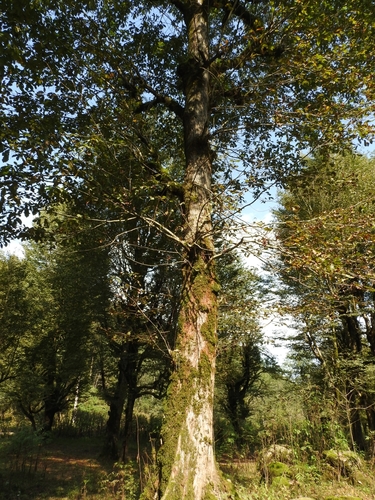 Image of Quercus castaneifolia by (c) ㅤ‌, some rights reserved (CC BY)
