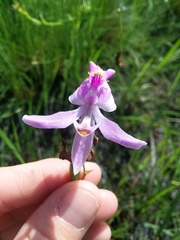 Calopogon pallidus