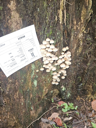 Mycena inclinata
